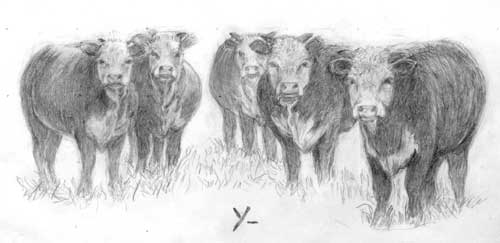 Orla McCarter's Cattle Drawing by Irma McCarter Petrick